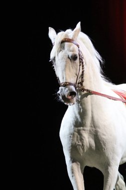 Safkan lipizzan at Eğitim altında