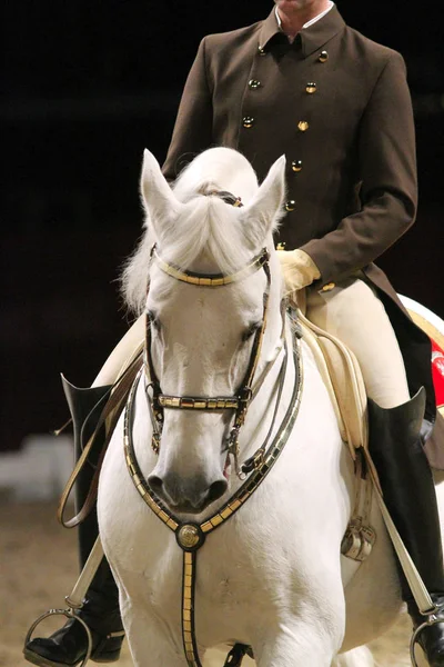 Tiro na cabeça de um cavalo lipzzan com cavaleiro desconhecido em ação — Fotografia de Stock