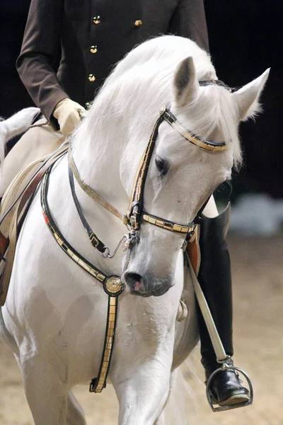 Cavaliere non identificato in sella a un cavallo da spettacolo — Foto Stock