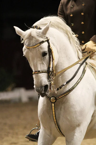 Chef shot av en lipzzan häst med okänd rider i aktion — Stockfoto
