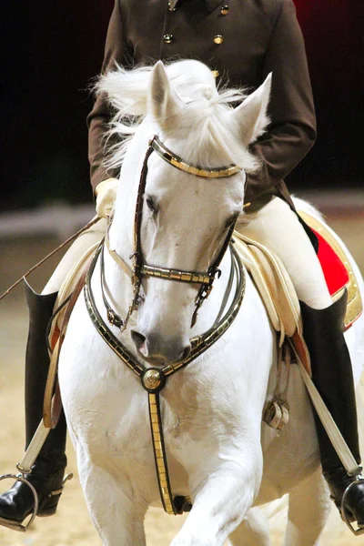 Cavaleiro desconhecido em ação em um belo cavalo lipizzaner cinza — Fotografia de Stock