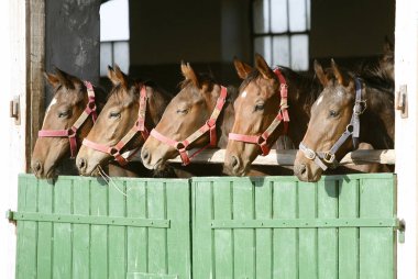 Safkan anglo-Arap kestane atları ahıra kapının yanında