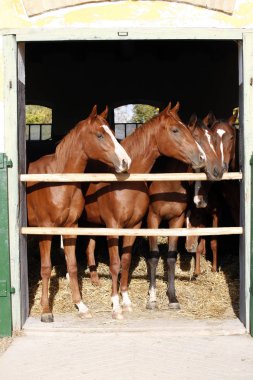 Güzel safkan foals istikrarlı kapı üzerinde seyir