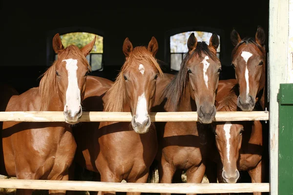 Bonitos cavalos jovens puro-sangue em pé na porta do estábulo — Fotografia de Stock