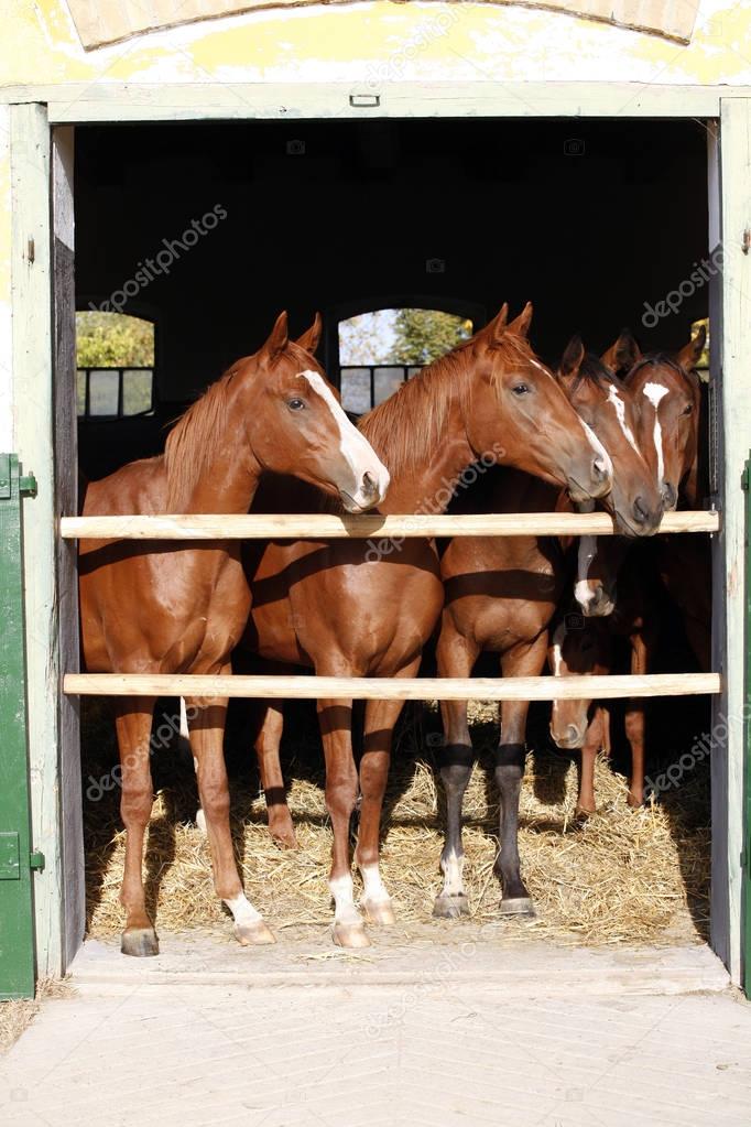 Beautiful thoroughbred foals looking over stable door