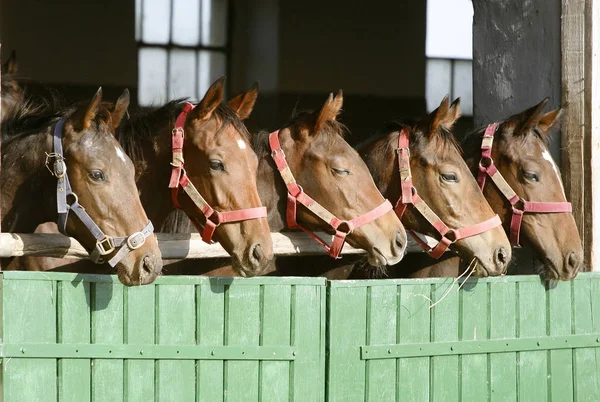 Cavalos de castanha anglo-arábica puros em pé à porta do celeiro — Fotografia de Stock