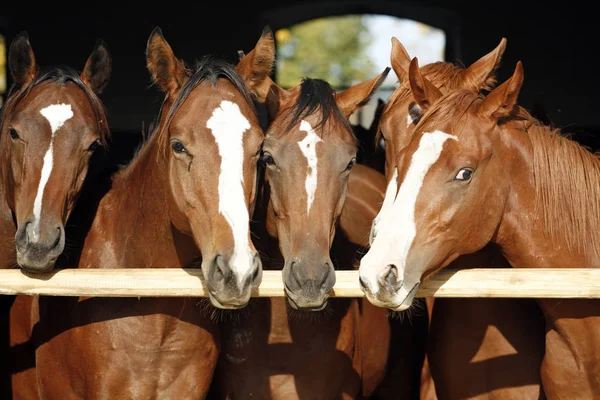 Cavalos de castanha anglo-arábica puros em pé à porta do celeiro — Fotografia de Stock