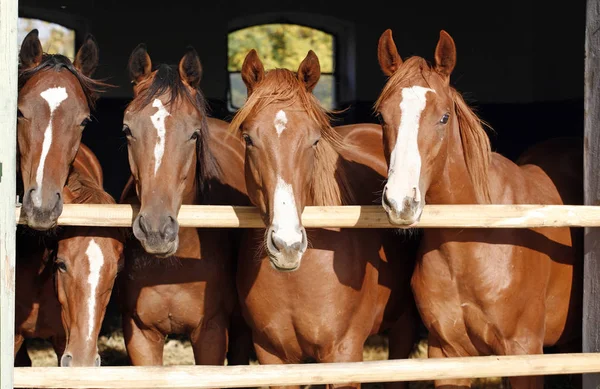 Gruppe schöner Vollblut-Fohlen schaut über Stalltür — Stockfoto