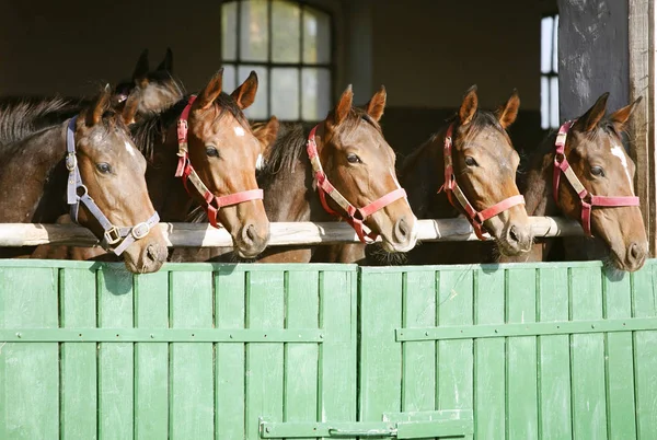 Cavalos de corrida de castanha puros olhando sobre a porta do celeiro — Fotografia de Stock