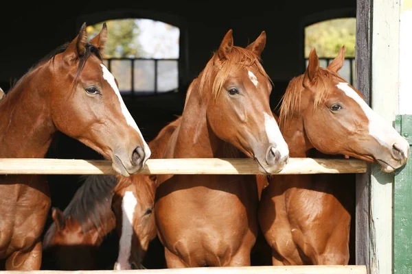 Schöne reinrassige Stutfohlen stehen vor der Stalltür — Stockfoto