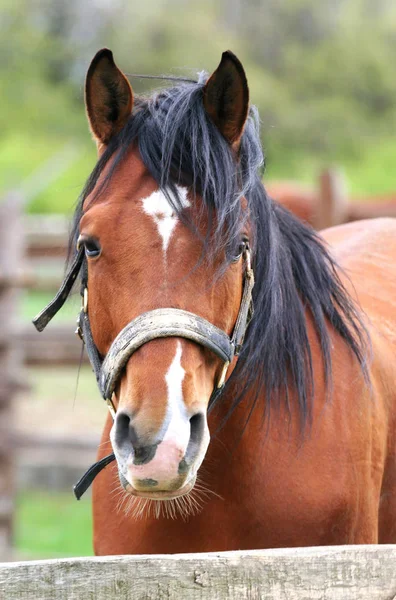 Retrato da bela baía cavalo saqueando cerca curral — Fotografia de Stock