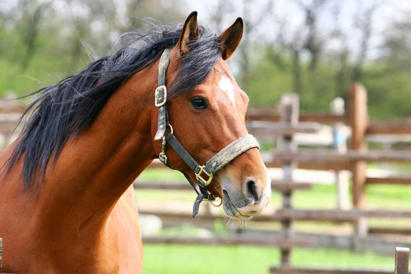 Kasztanowy koń głowę zbliżenie wczesnym latem — Zdjęcie stockowe