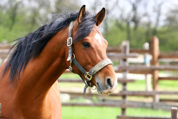 Cabeza de caballo castaño primer plano principios de verano —  Fotos de Stock