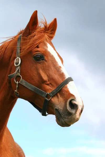 Красивий молодий портрет коня на тлі блакитного неба — стокове фото