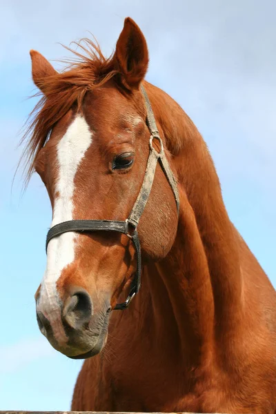 Genç bir aygır at baş closeup — Stok fotoğraf