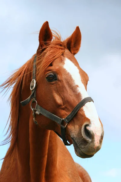 頭はファームで美しい栗の種牡馬のクローズ アップを撮影 — ストック写真