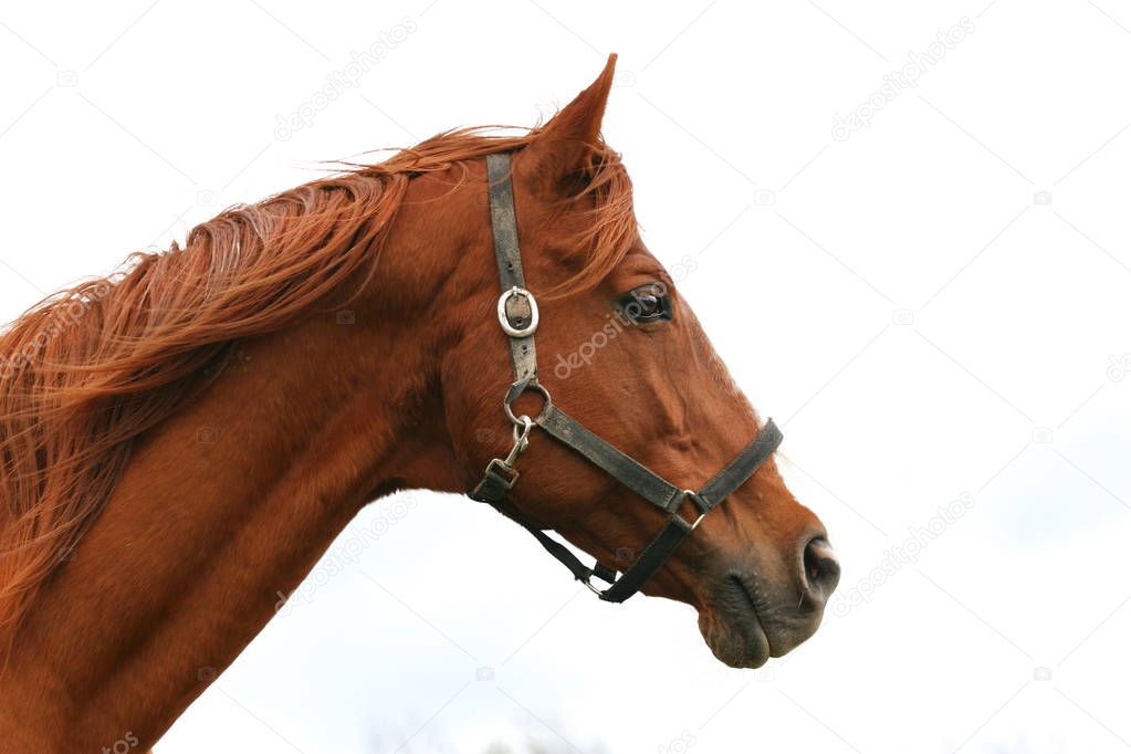Portrait closeup of wonderful  sportive stallion