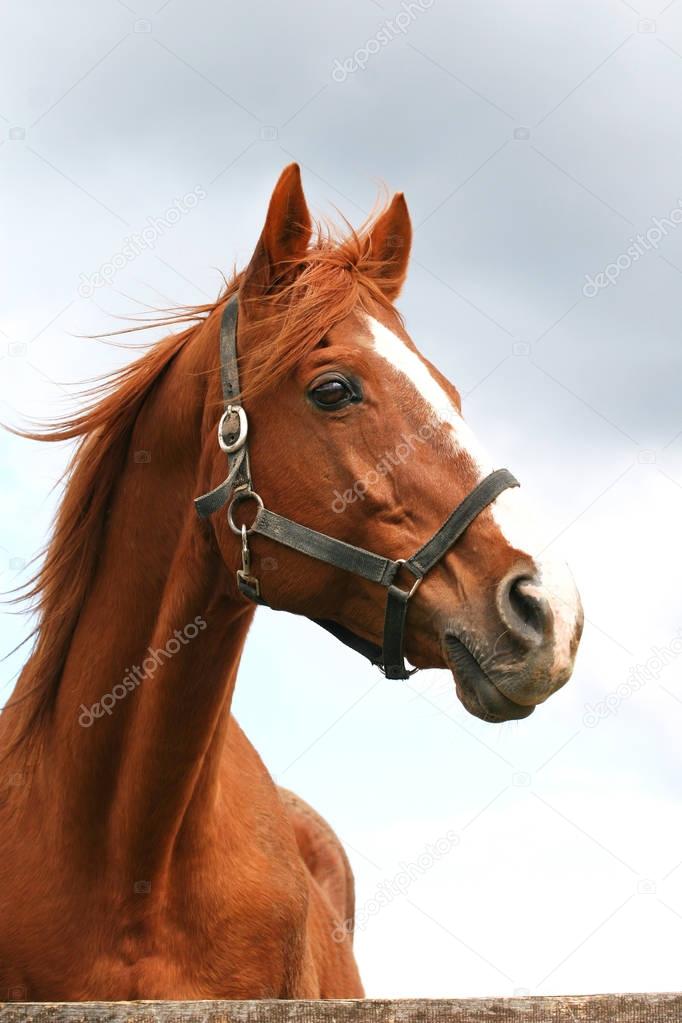 Head shot of an anglo-arabian racehorse against blue sky