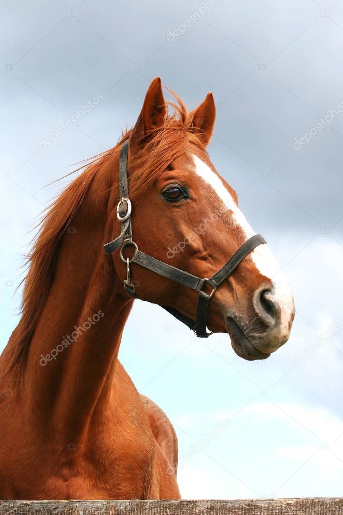 Head shot of young stallion