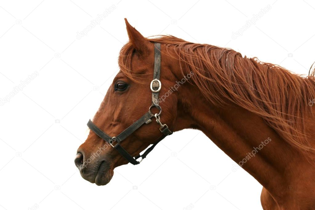 Closeup portrait of a beautiful horse against white background