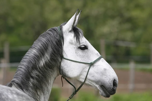 Head of a gray colored lipizzaner foal — Stock Photo, Image