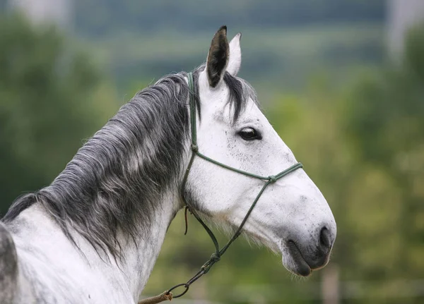 Tiro na cabeça de um jovem cavalo lipizzaner contra o fundo natural verde — Fotografia de Stock