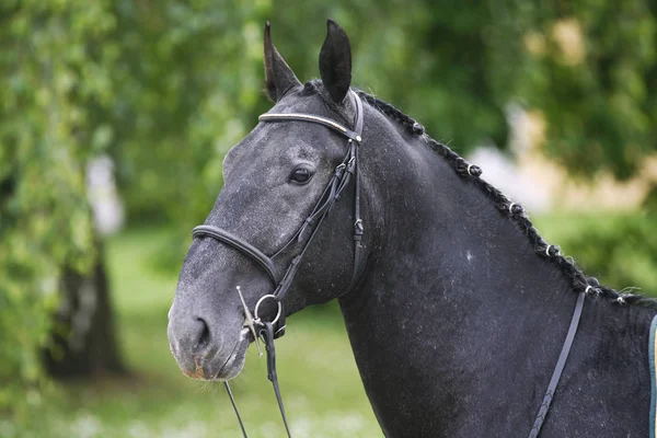 Cabeza horizontal de un joven caballo lipizzaner sobre fondo verde natural — Foto de Stock