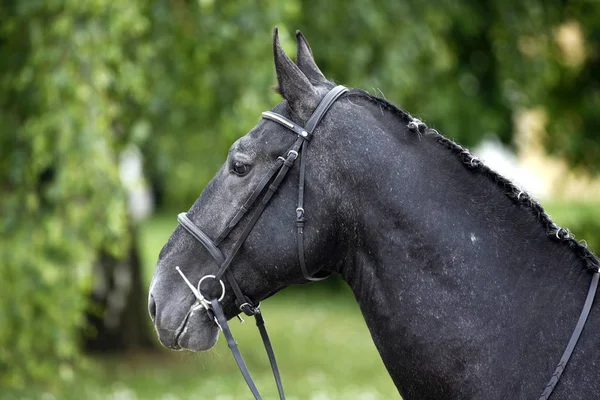 Side view portrait of a beauty young stallion — Stock Photo, Image