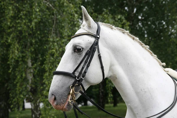 Güzel bir beyaz atın kafa vurdu — Stok fotoğraf