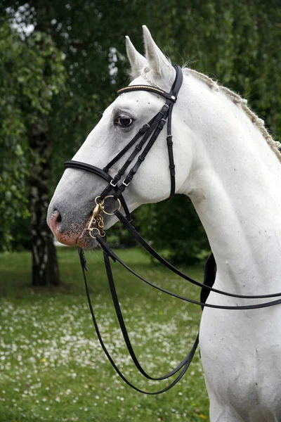 Portrait of a thoroughbred young lipizzaner horse — Stok Foto