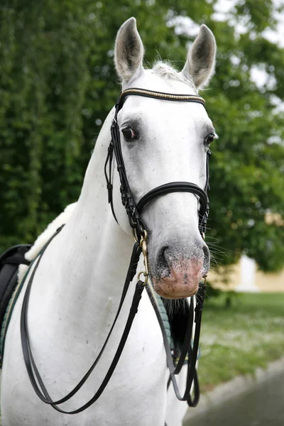 美しい動物農場で純血種の馬の肖像 — ストック写真