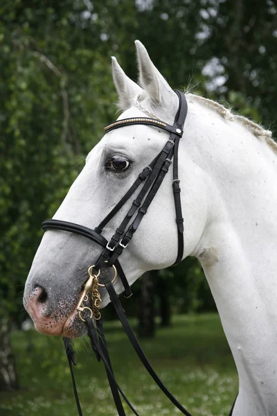 Rasechte grijze Lippizaner hengst onder het zadel — Stockfoto