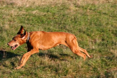 Vizsla köpek yaz çayır çalışır