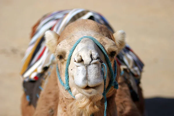 Head of a muzzled dromedar camel in the desert — Stock Photo, Image