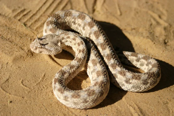 Víbora africana con cuernos en la arena — Foto de Stock