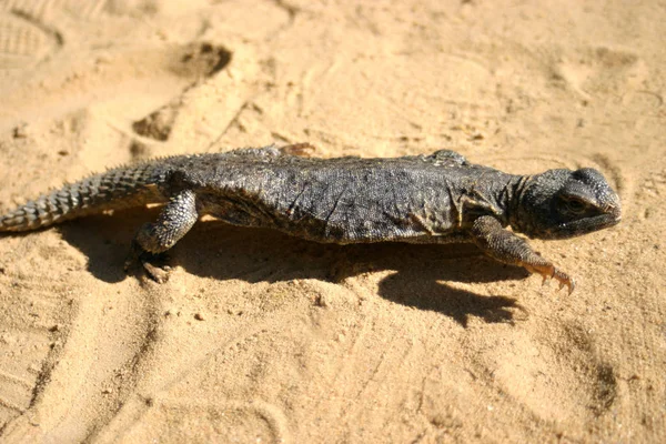 Lagarto. Una de las formas de vida más exitosas de la Tierra son los reptiles. — Foto de Stock