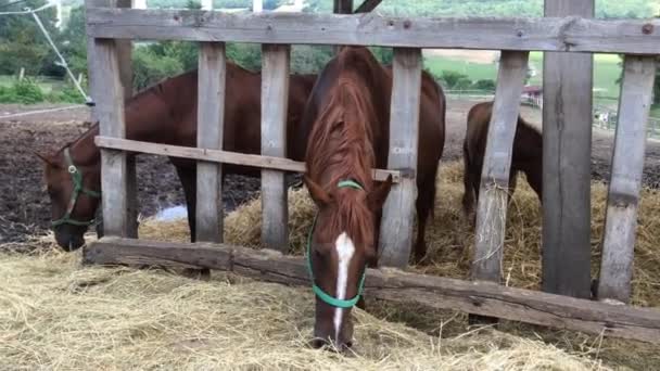 Cavalos comendo feno fresco na fazenda animal rural — Vídeo de Stock