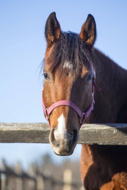Kış ağıl içinde huzurlu binek atı portresi