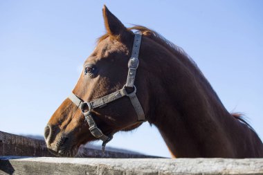 Binek atı rustik ahşap corral f üzerinde yan görünümü portresi