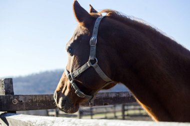 Safkan binek atı içinde kış corral yakın çekim