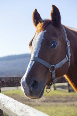 Bir safkan binek atı corral çit Close-Up