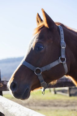Yan görünüm ağıl içinde bir genç portresi