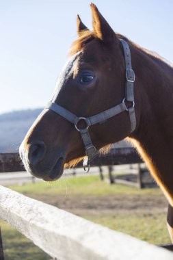 Huzurlu genç aygır kırsal sahne başkanı