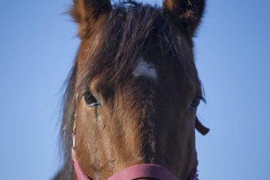 Güzel at mavi gökyüzü arka plan üzerinde poz kapat