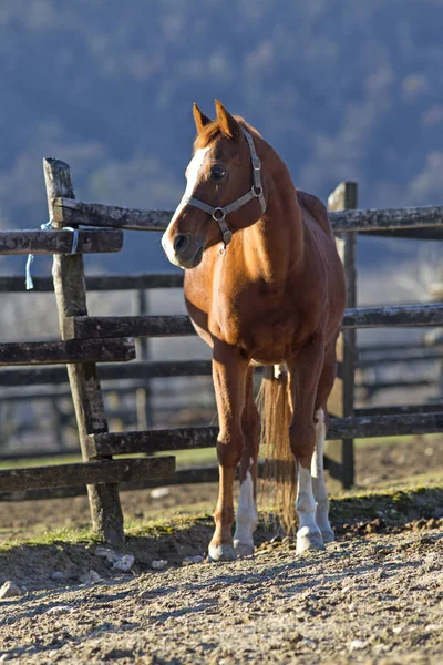 Caballo de raza completa mirando por encima de la valla de corral de madera — Foto de Stock