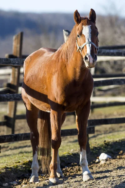 Semental pacífico se encuentra en el corral de invierno —  Fotos de Stock