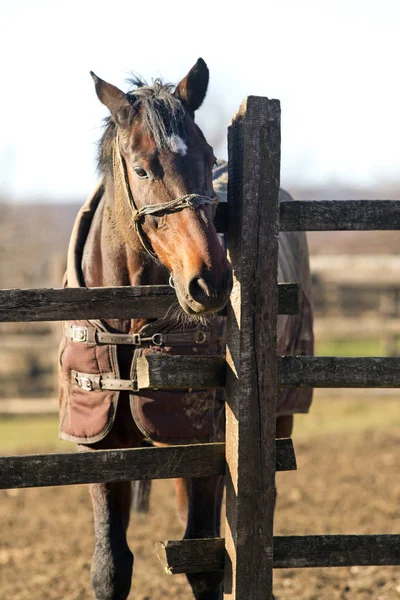Dia de inverno ensolarado em uma fazenda de cavalos — Fotografia de Stock