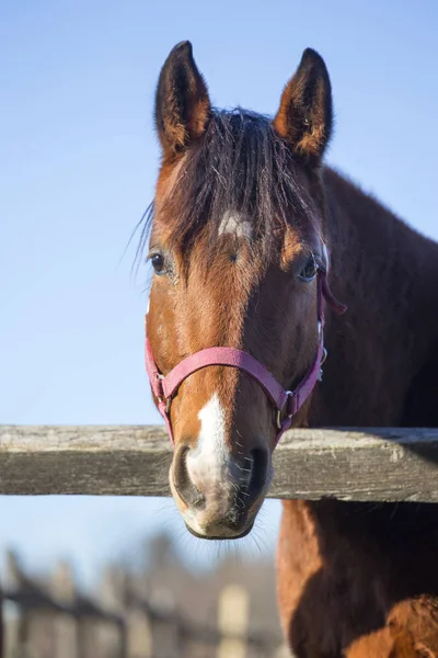 Kış ağıl içinde huzurlu binek atı portresi