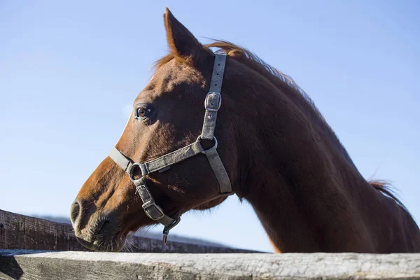 Binek atı rustik ahşap corral f üzerinde yan görünümü portresi