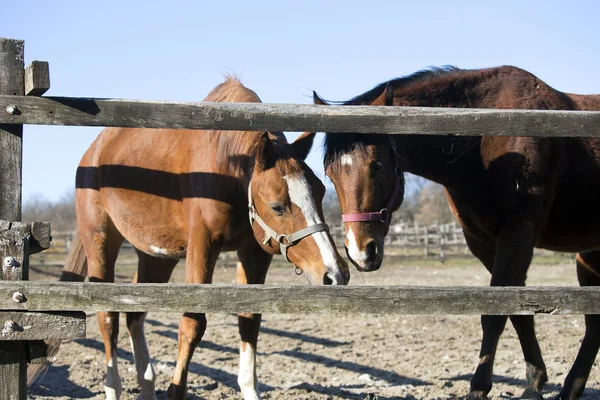 Zwei Pferde spielen an einem sonnigen Tag im Gehege — Stockfoto